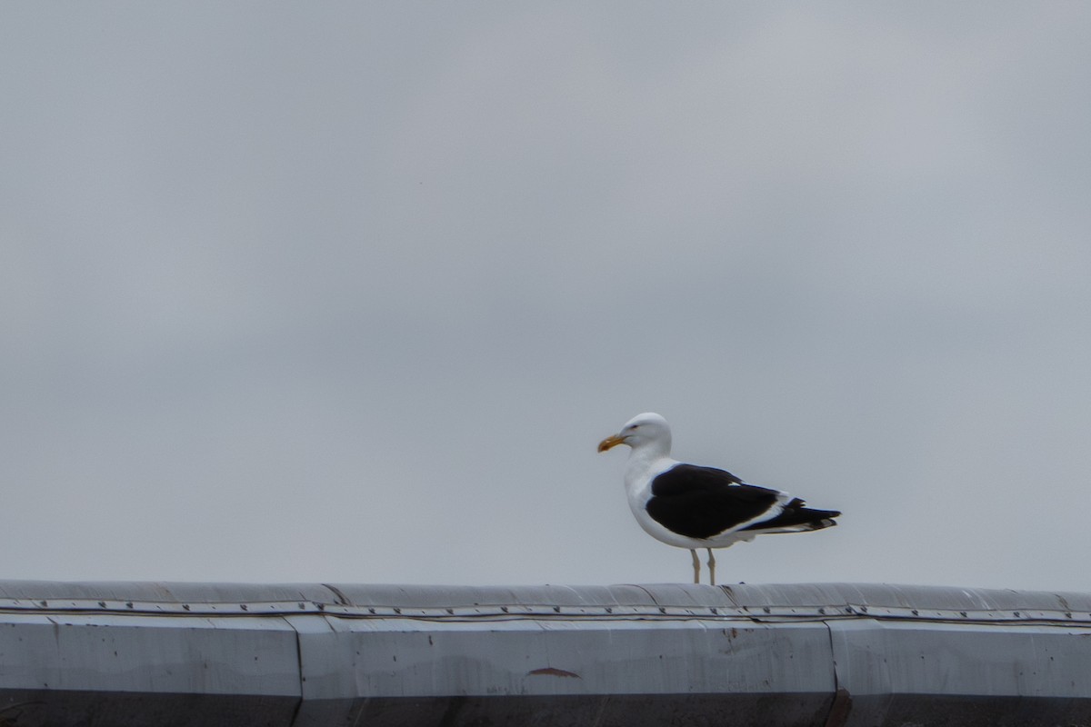 Kelp Gull - ML637855821