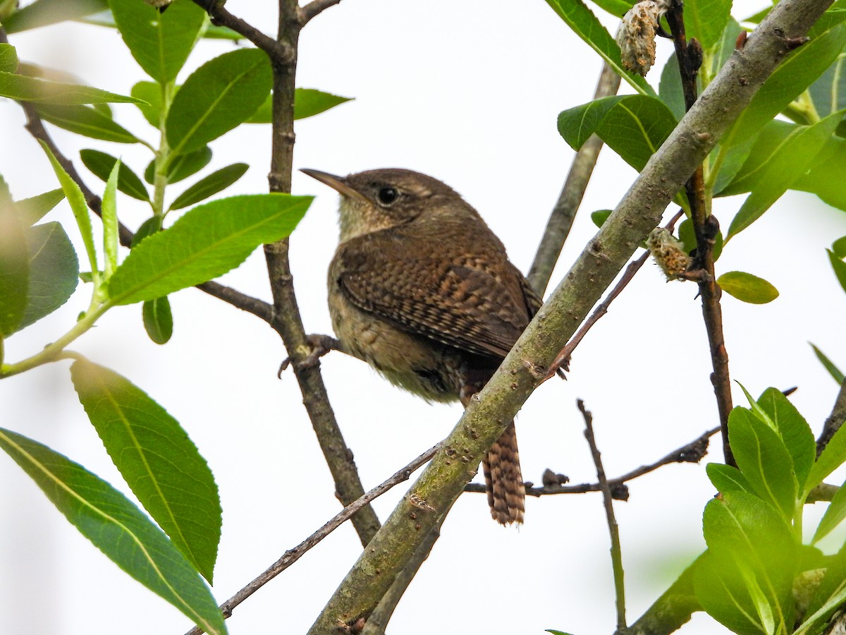 Northern House Wren - ML637855822