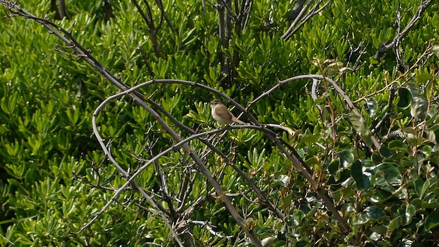 Black-browed Reed Warbler - ML637855823