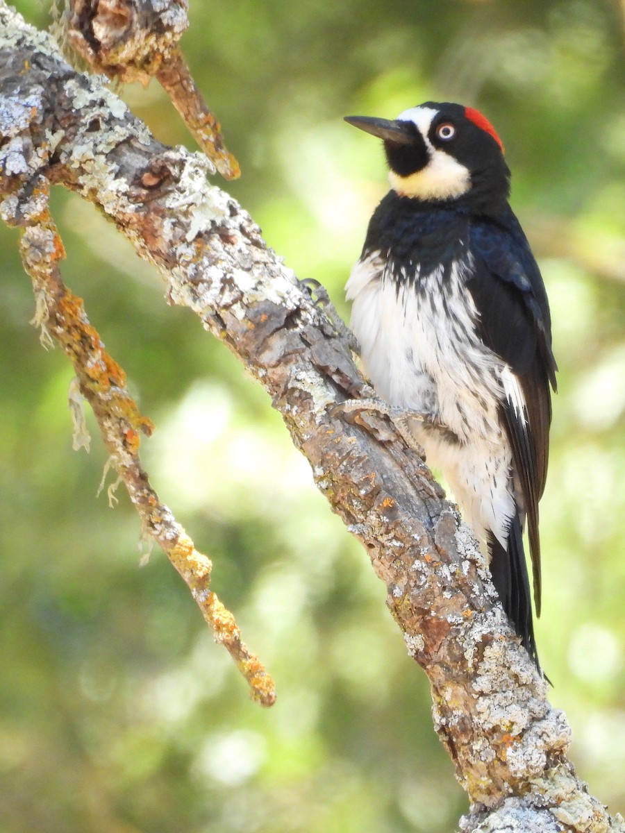 Acorn Woodpecker - ML637855824