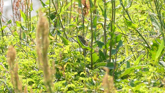 Arctic Warbler - ML637855832