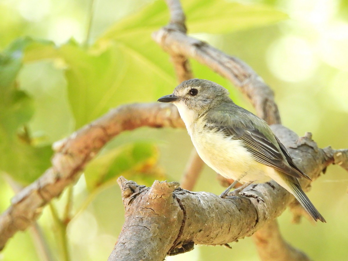 Cassin's Vireo - ML637855835