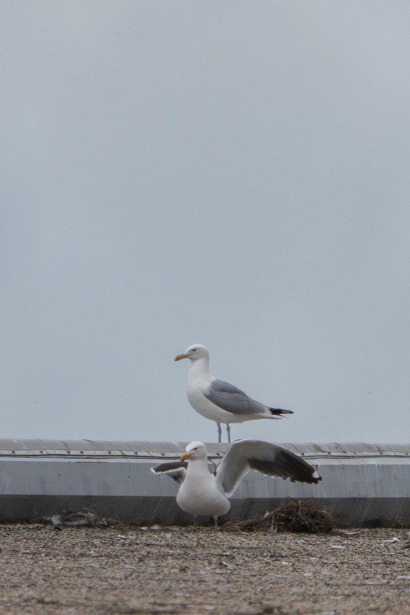 Kelp Gull - ML637855838