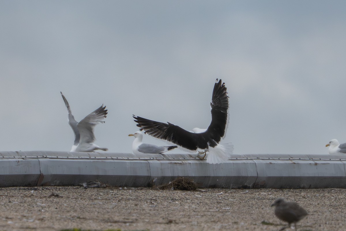 Kelp Gull - ML637855840