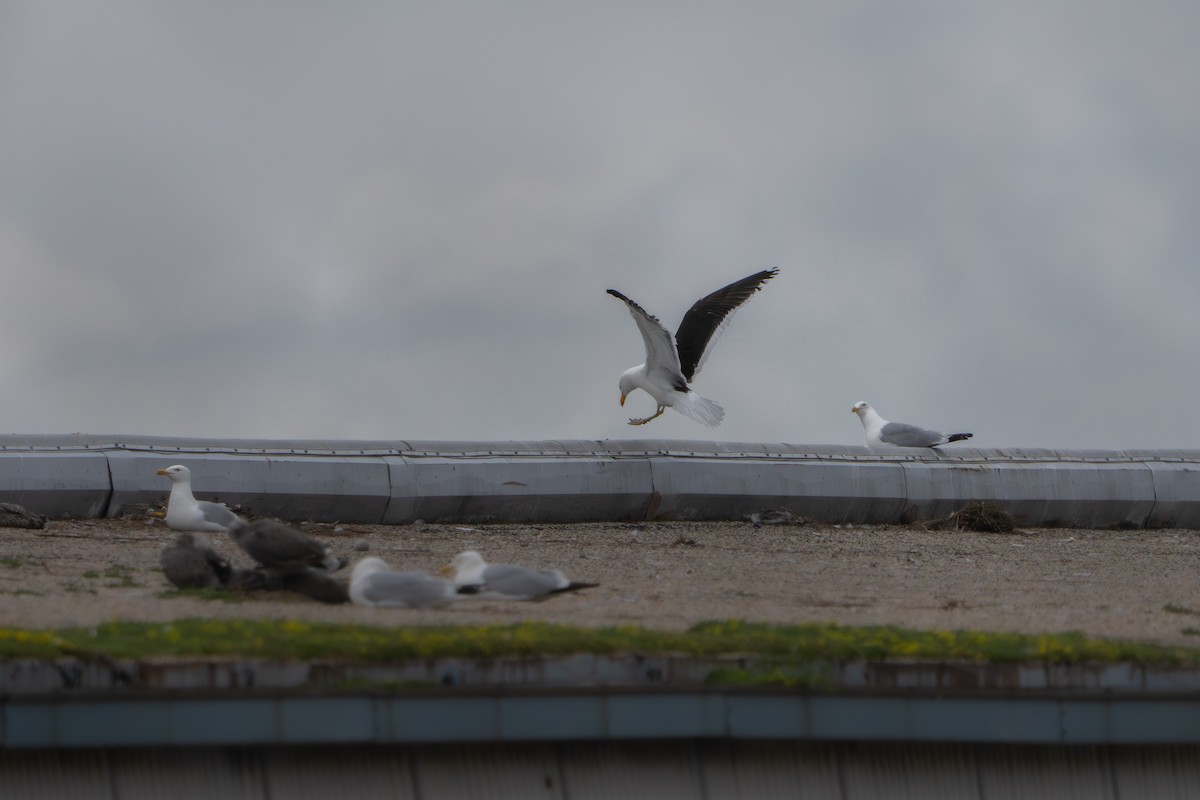 Kelp Gull - ML637855841