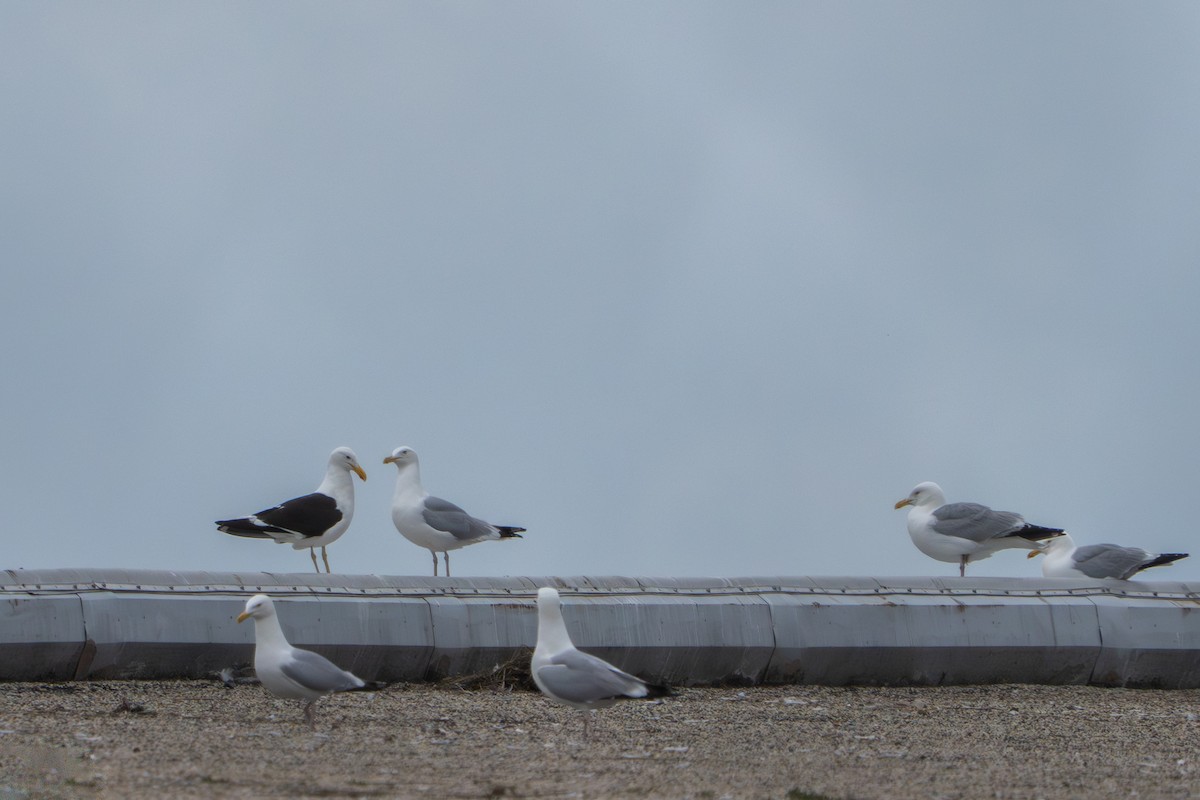 Kelp Gull - ML637855842