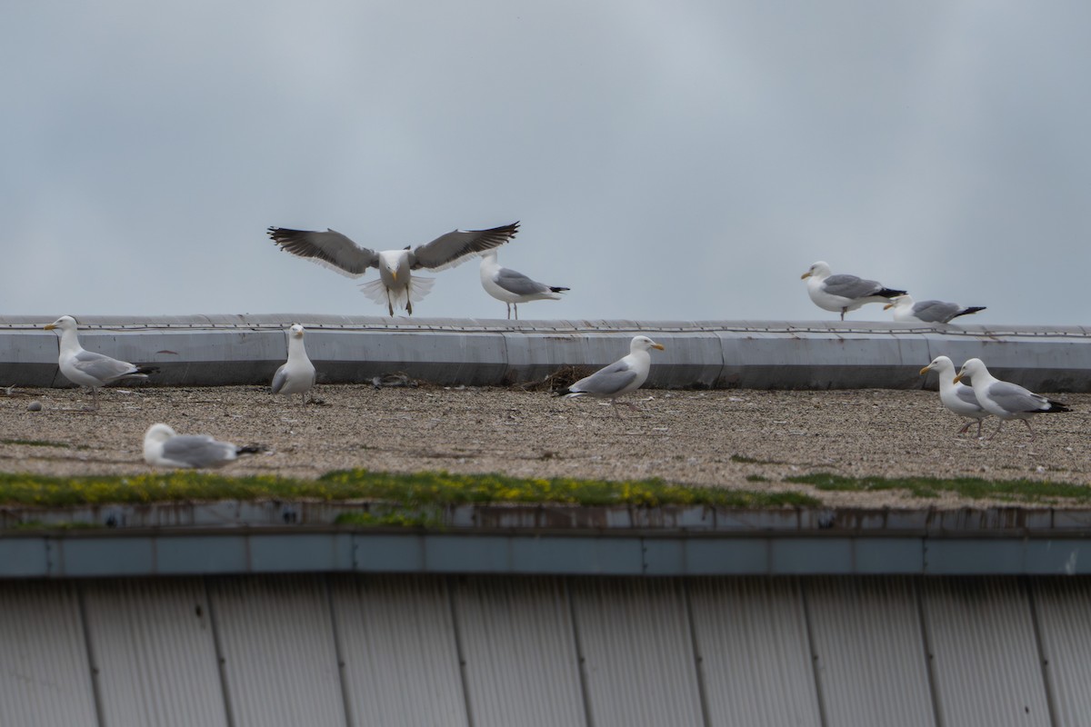 Kelp Gull - ML637855843