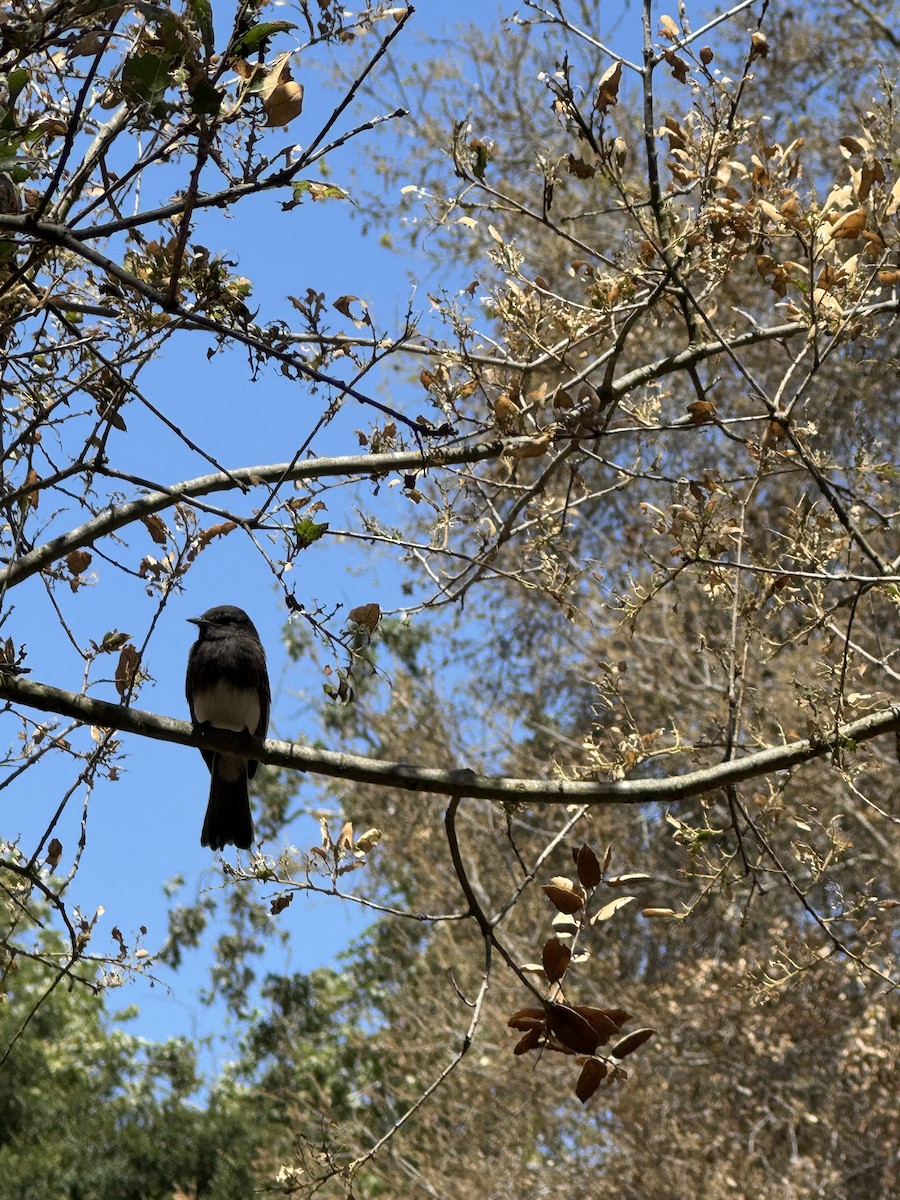 Black Phoebe - ML637855846