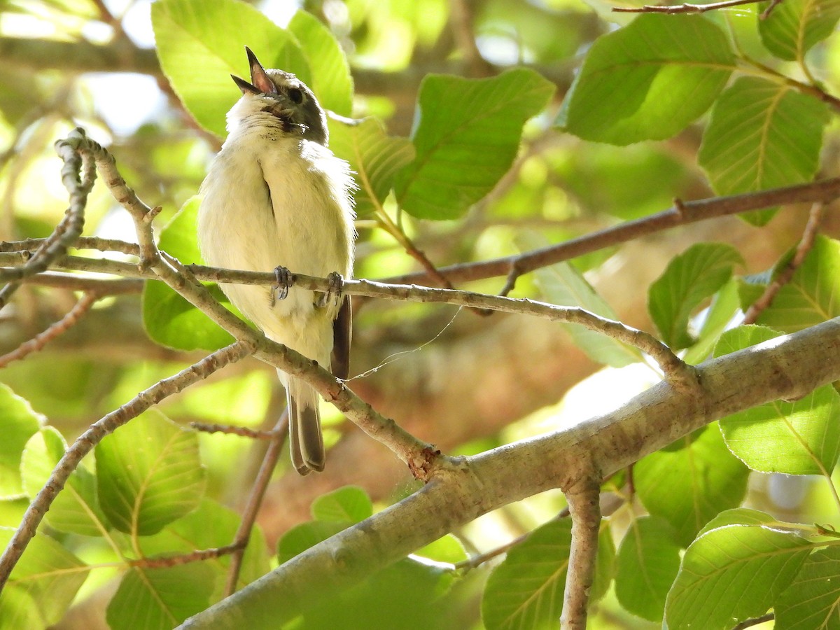 Cassin's Vireo - ML637855848