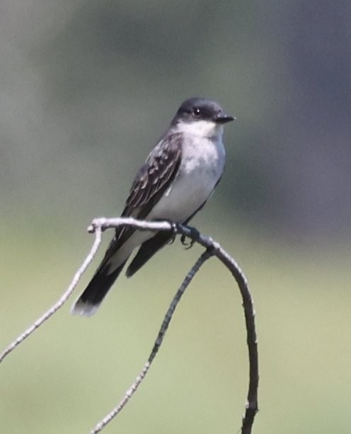 Eastern Kingbird - ML637855860
