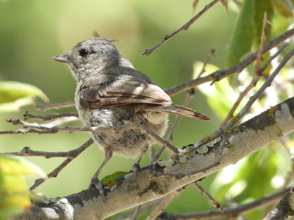 Oak Titmouse - ML637855862