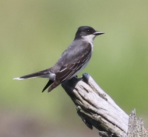 Eastern Kingbird - ML637855869