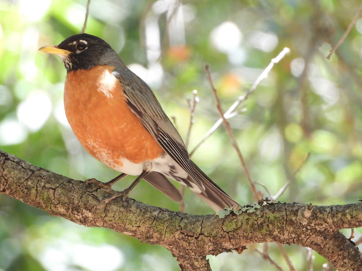 American Robin - ML637855882