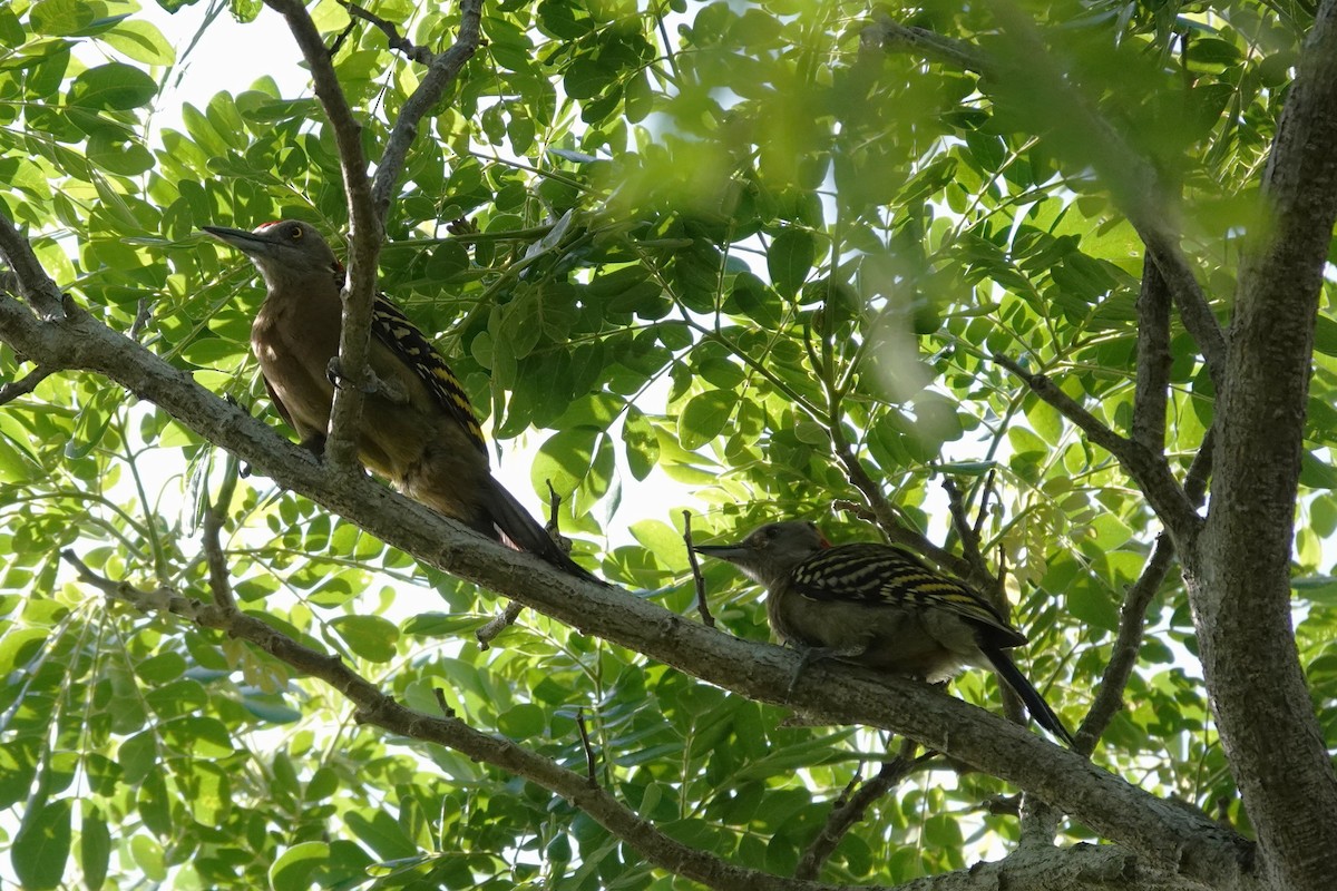 Hispaniolan Woodpecker - ML637855885