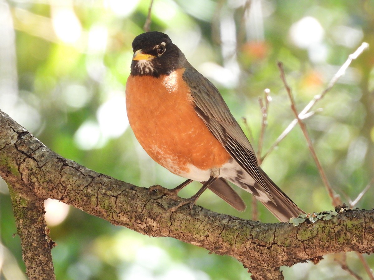 American Robin - ML637855887