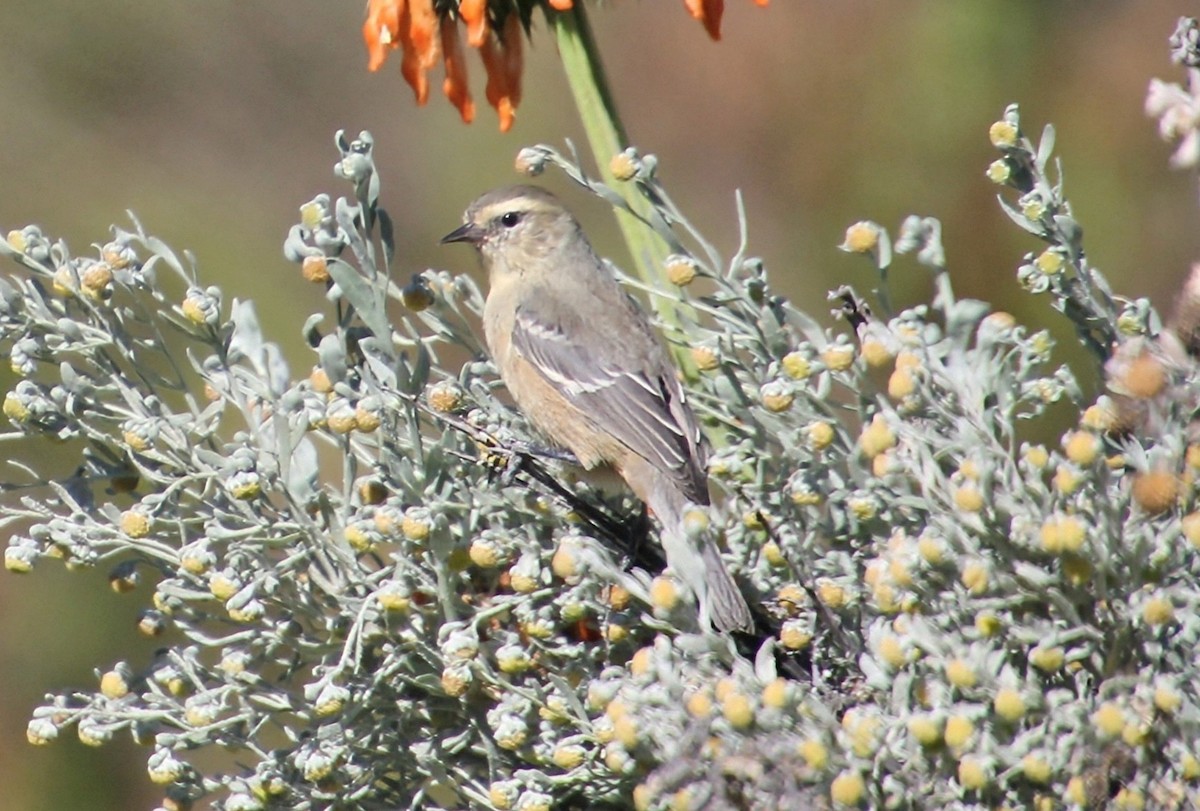 Cinereous Conebill - ML637855893