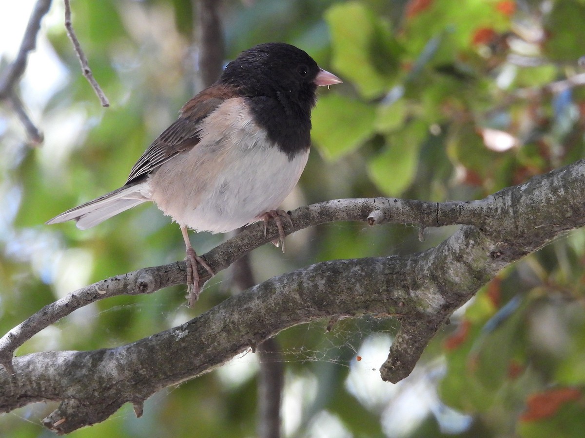 Dark-eyed Junco - ML637855896