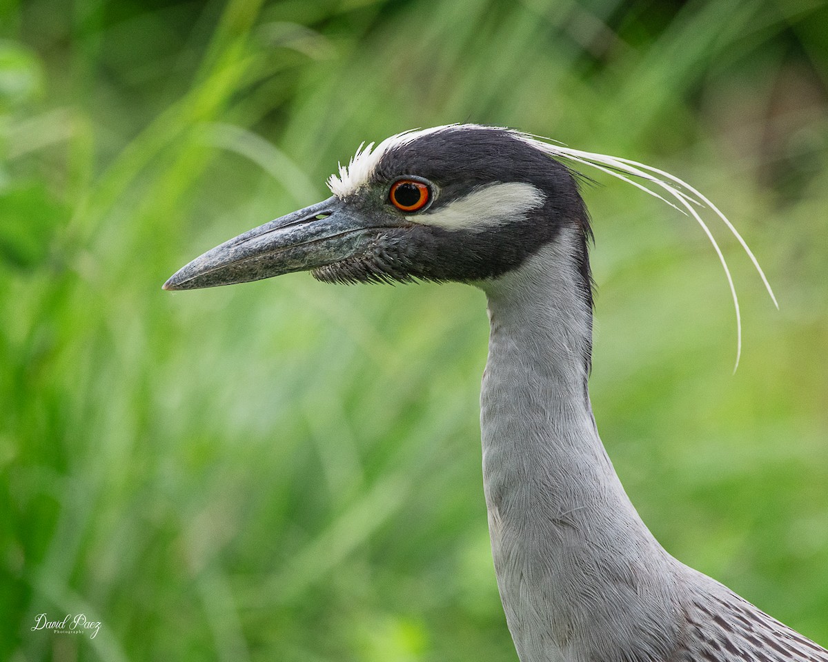 Yellow-crowned Night Heron - ML637855897