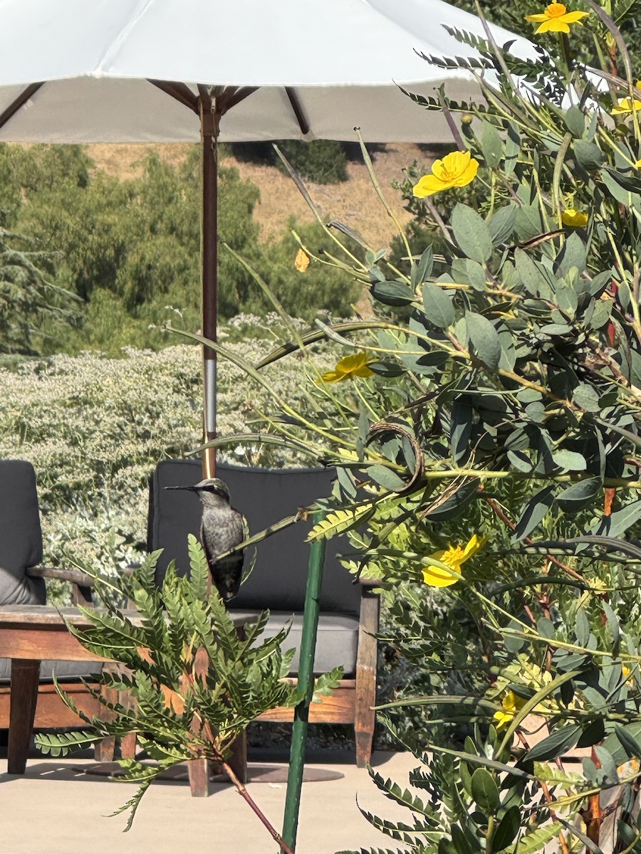 Anna's Hummingbird - ML637855919