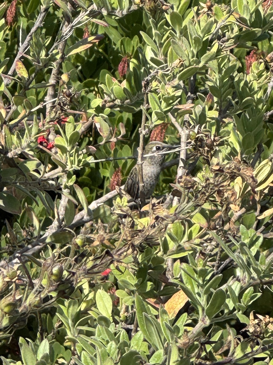 Anna's Hummingbird - ML637855920