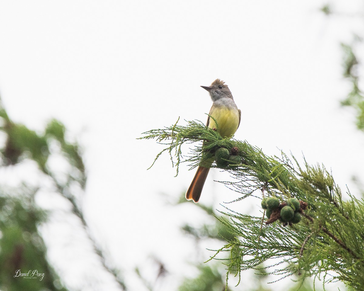 Great Crested Flycatcher - ML637855921
