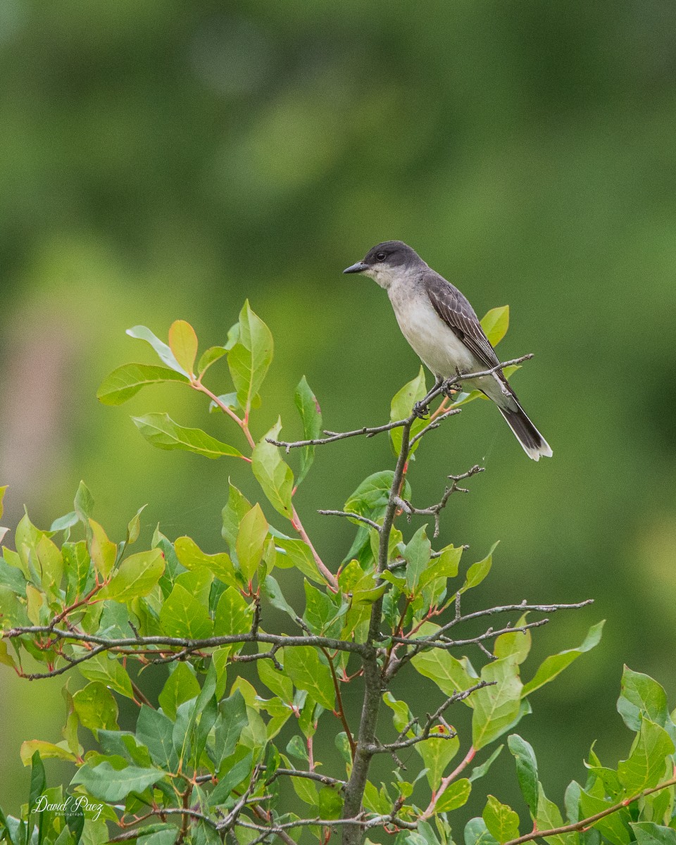 Eastern Kingbird - ML637855925