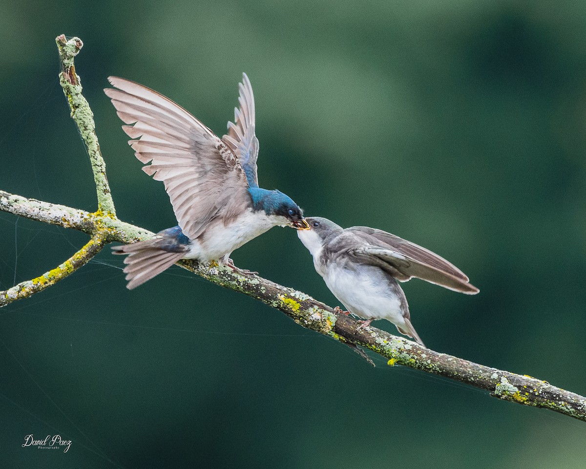 Tree Swallow - ML637855926