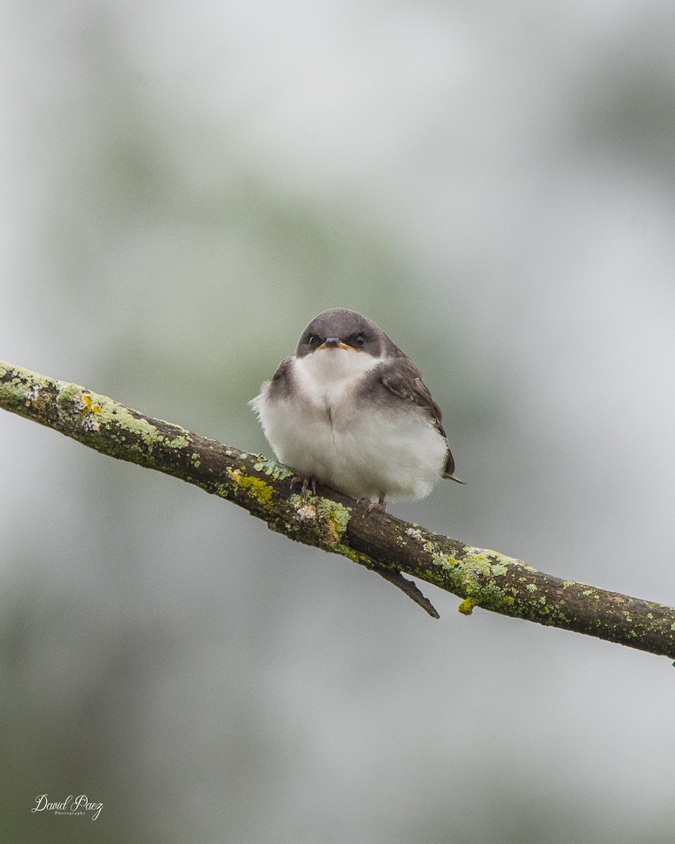 Tree Swallow - ML637855927