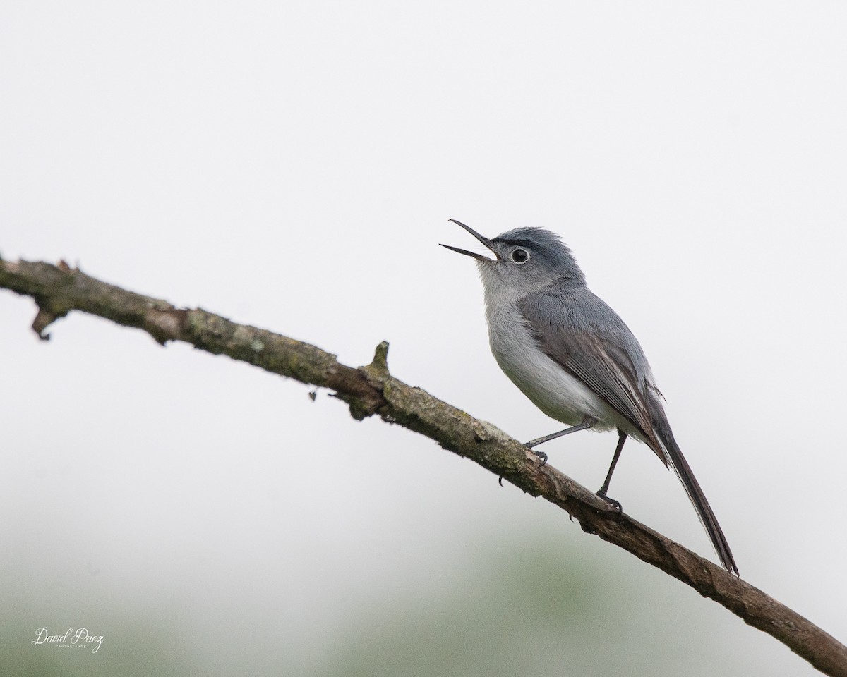 Blue-gray Gnatcatcher - ML637855933