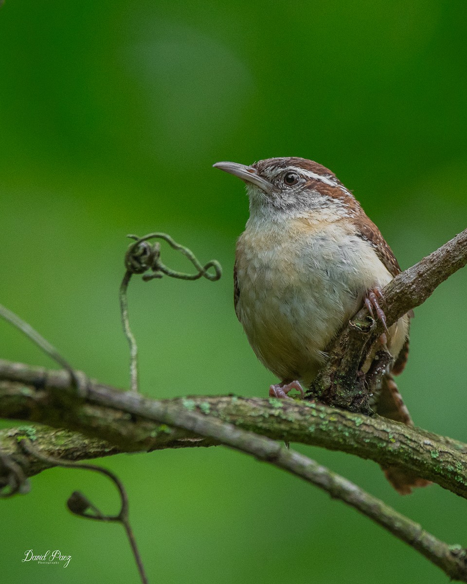 Carolina Wren - ML637855935