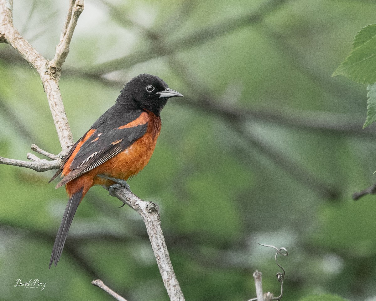 Orchard Oriole - ML637855937
