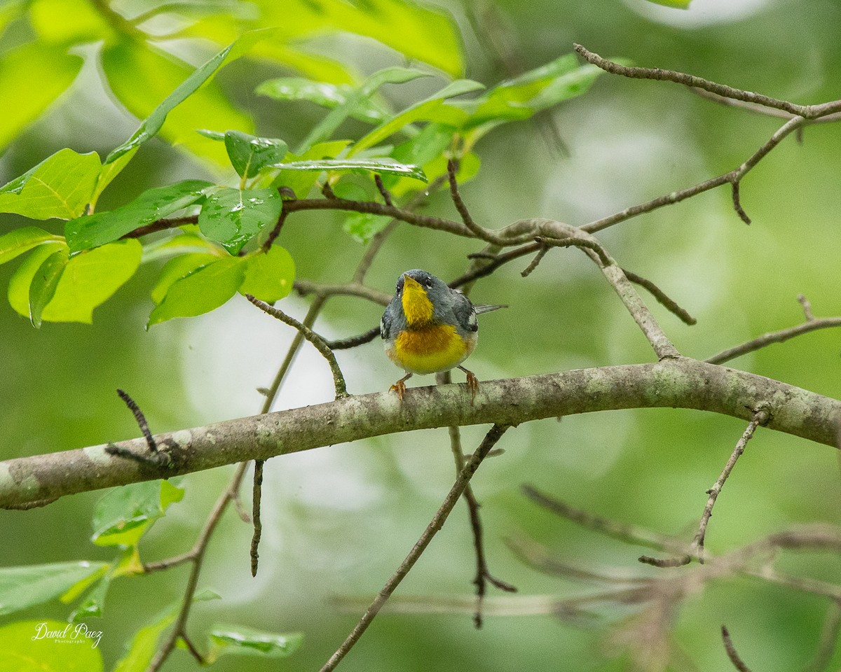 Northern Parula - ML637855945