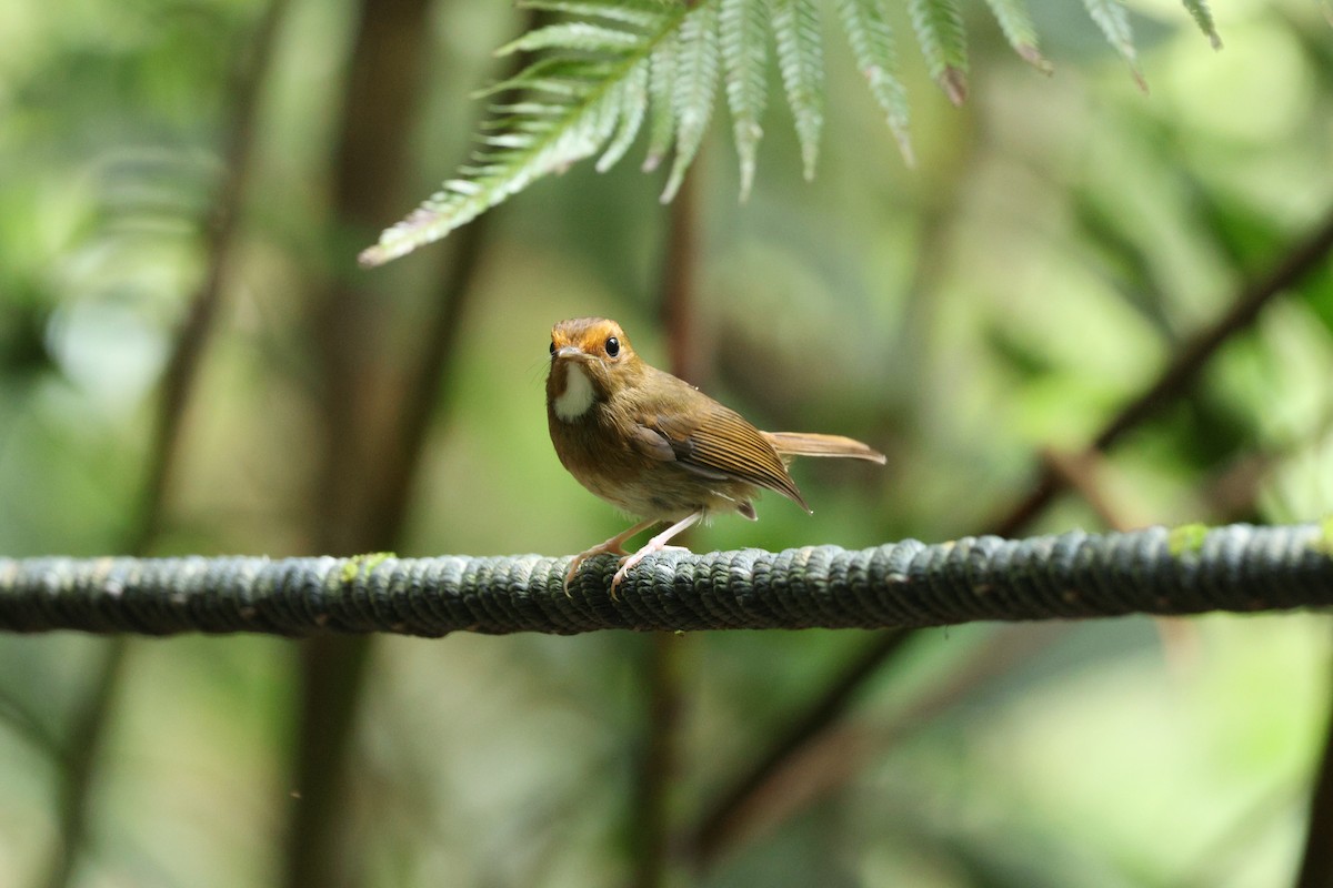 Rufous-browed Flycatcher - ML637855946