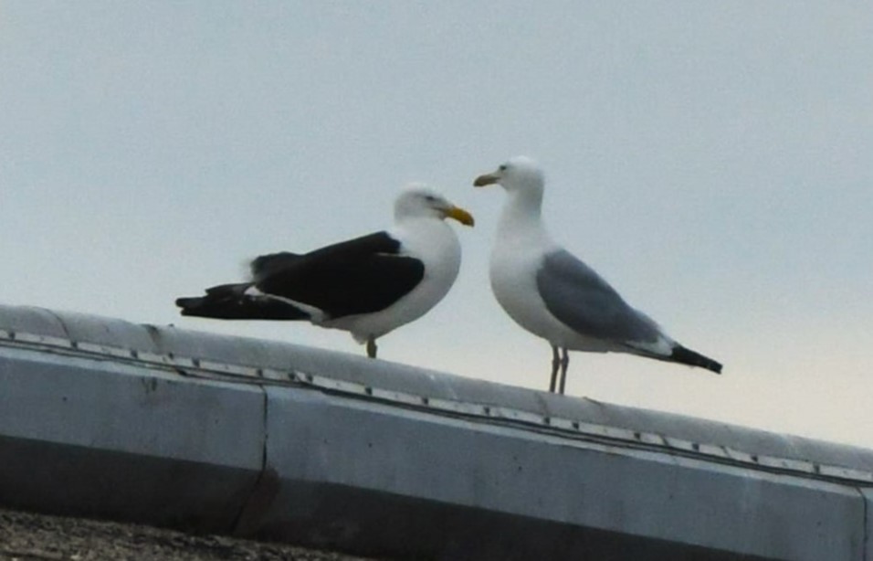 Kelp Gull - ML637855949
