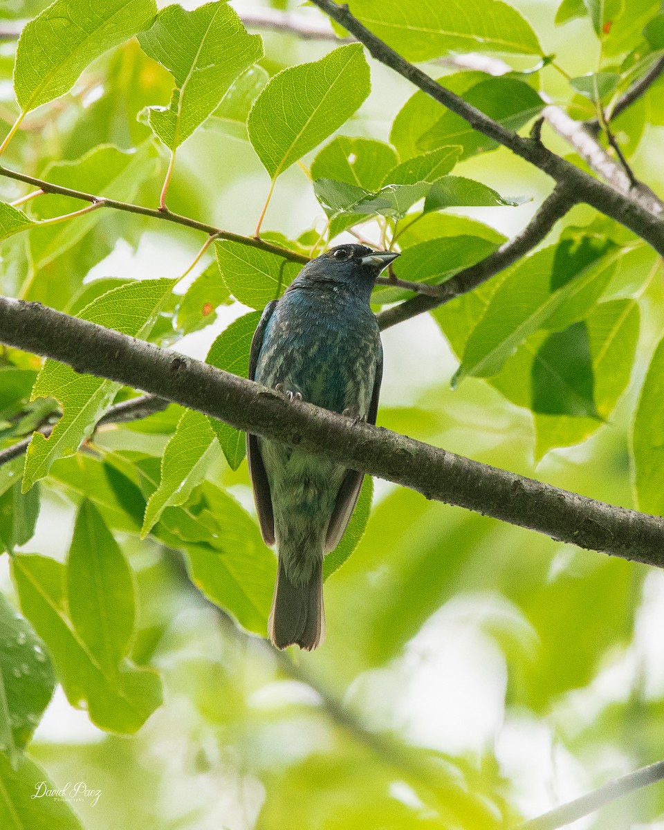 Indigo Bunting - ML637855950