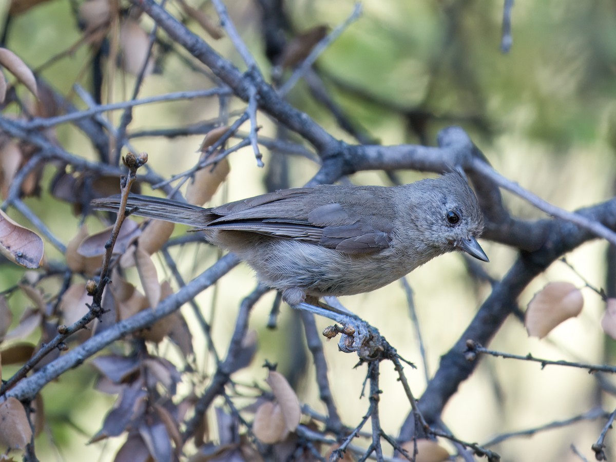 Oak Titmouse - ML637855951