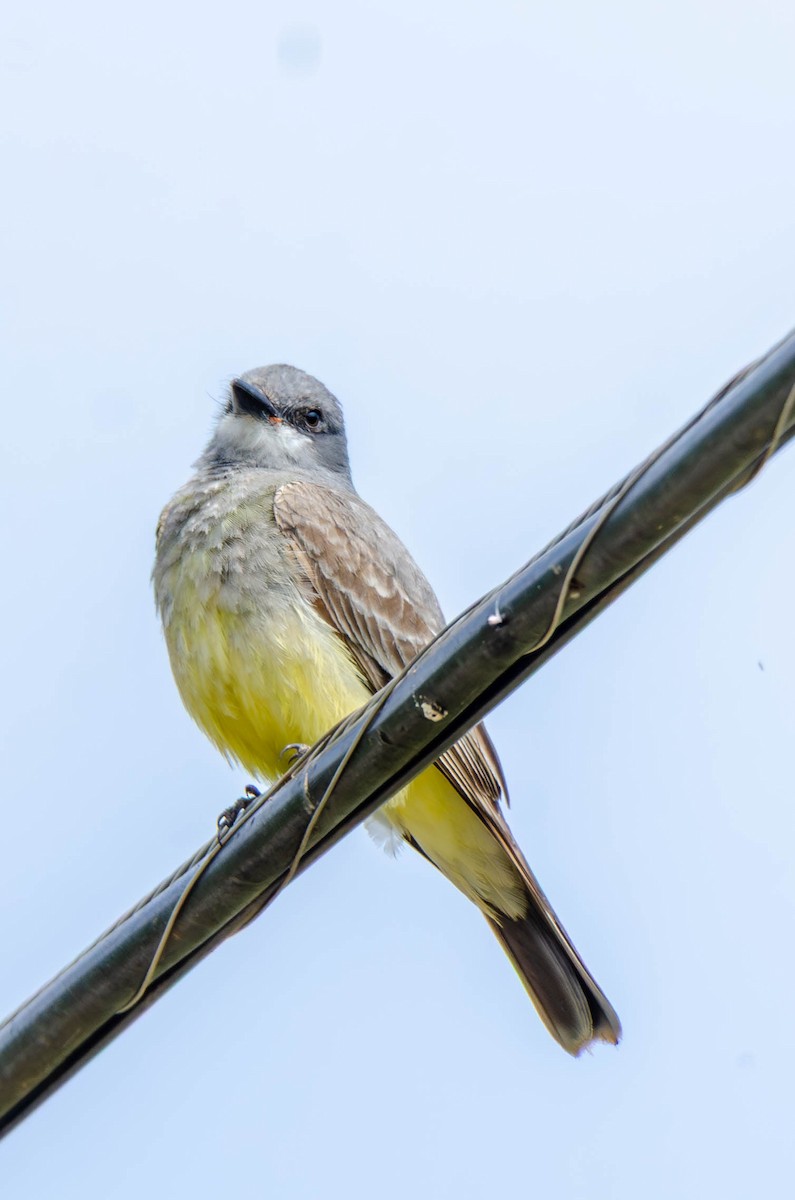 Cassin's Kingbird - ML637855956