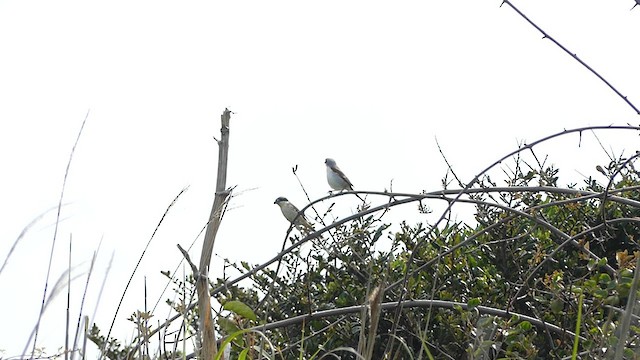 Tiger Shrike - ML637855958