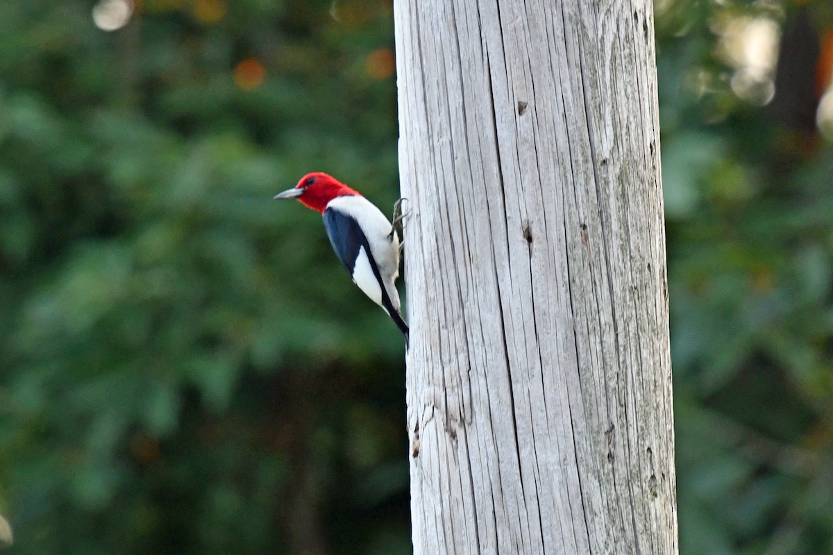 Red-headed Woodpecker - ML637855973