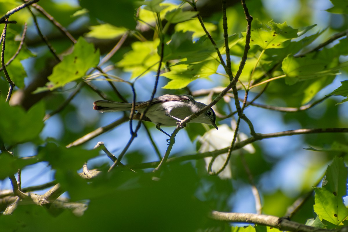 Blue-gray Gnatcatcher (Eastern) - ML637855977