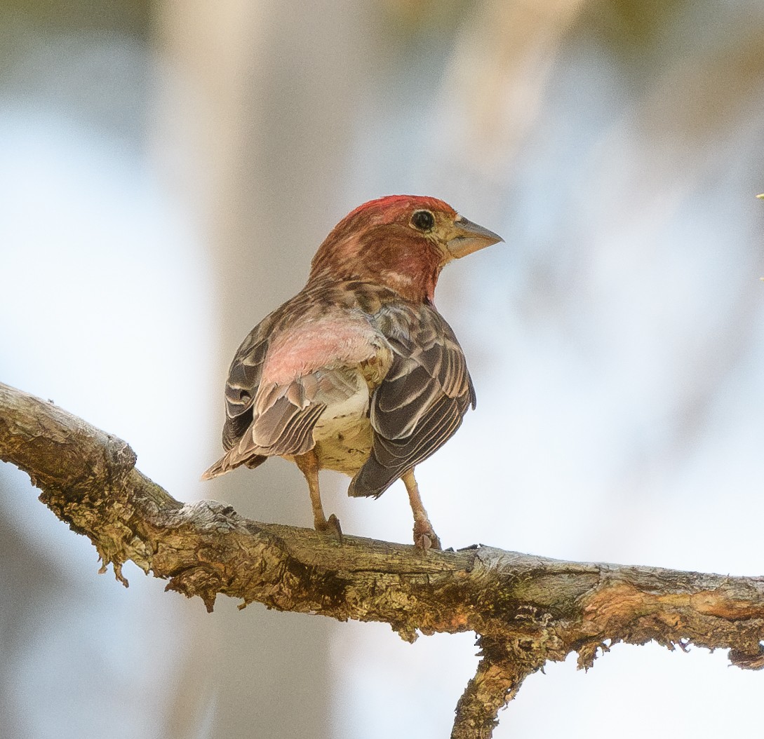 Cassin's Finch - ML637855978