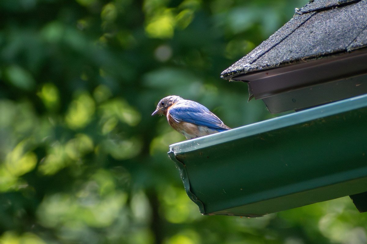 Eastern Bluebird - ML637855986