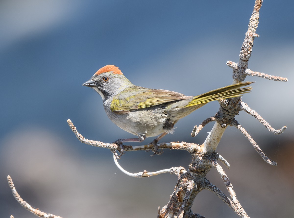 Green-tailed Towhee - ML637855997