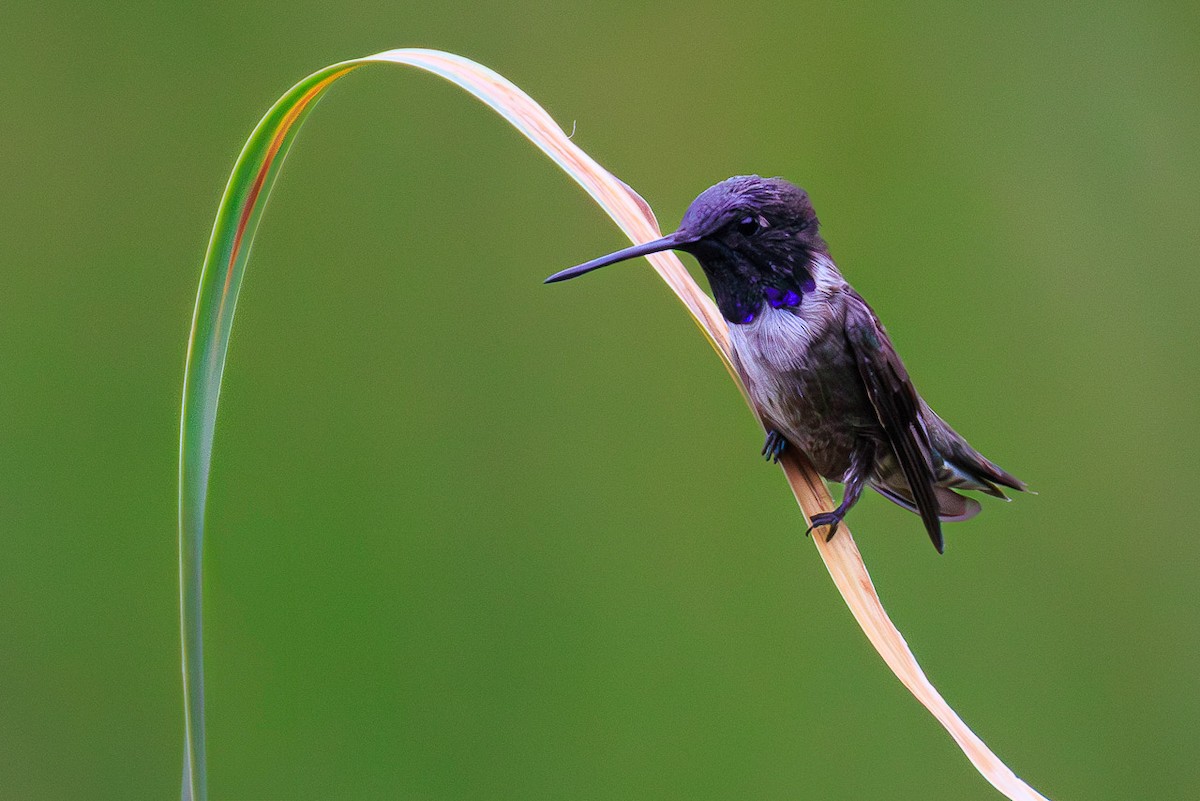 Black-chinned Hummingbird - ML637855999