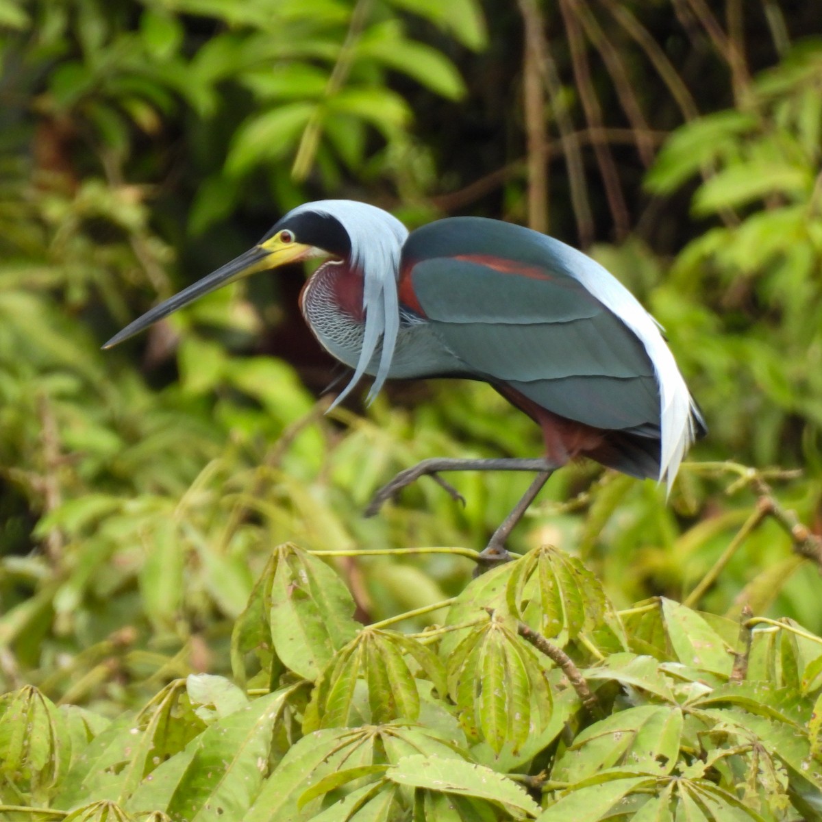 Agami Heron - ML637856001