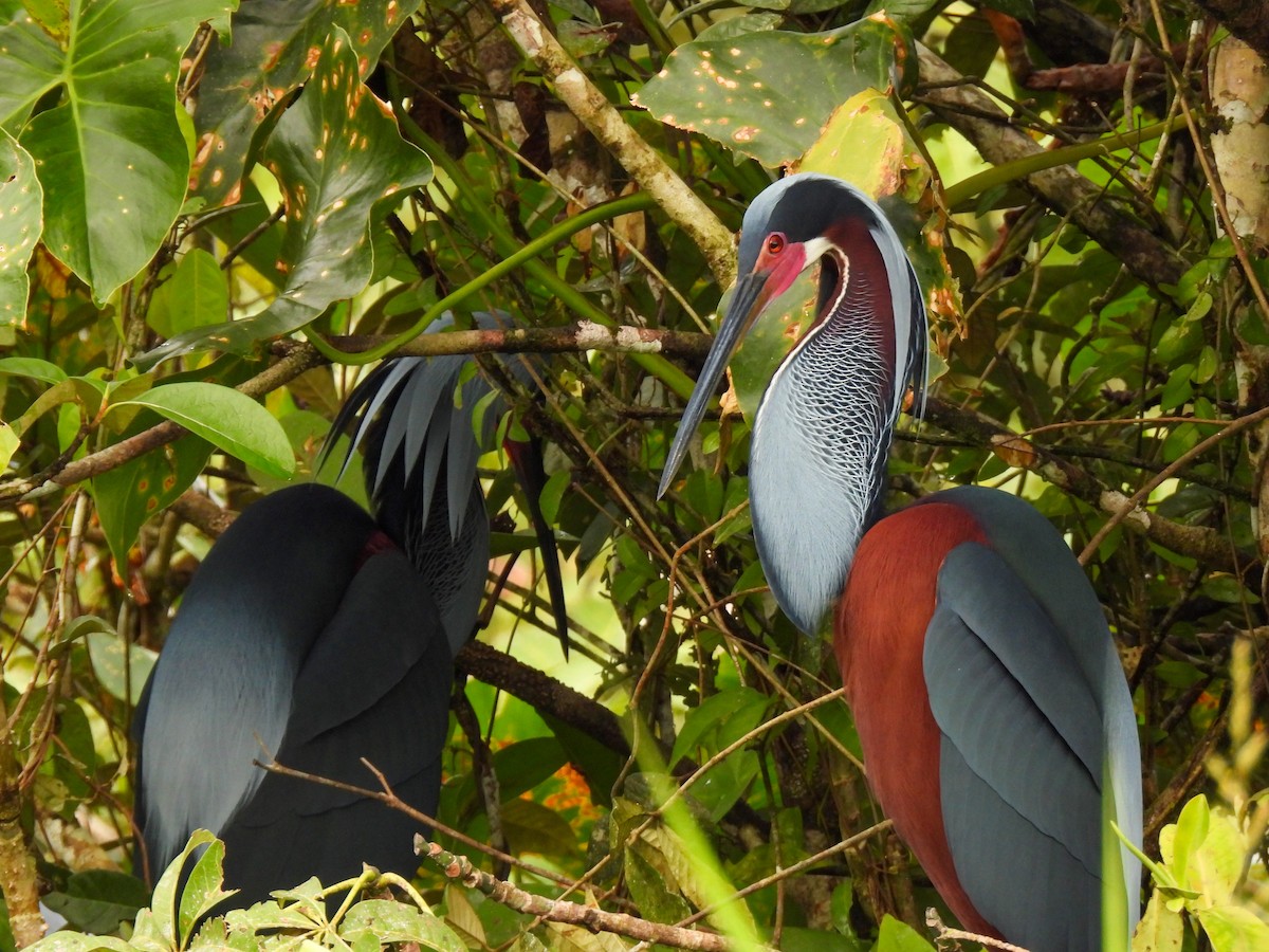 Agami Heron - ML637856007