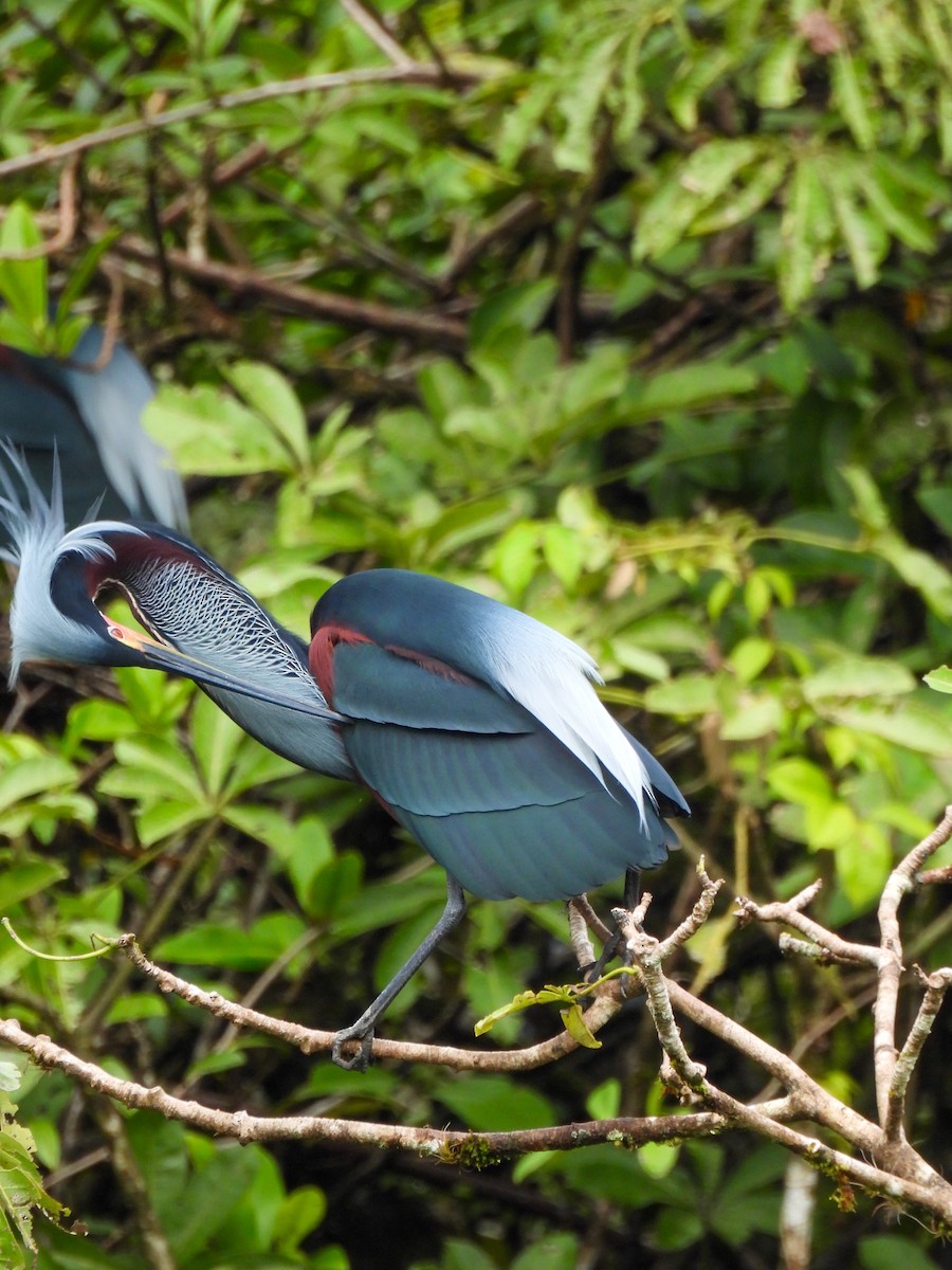 Agami Heron - ML637856009