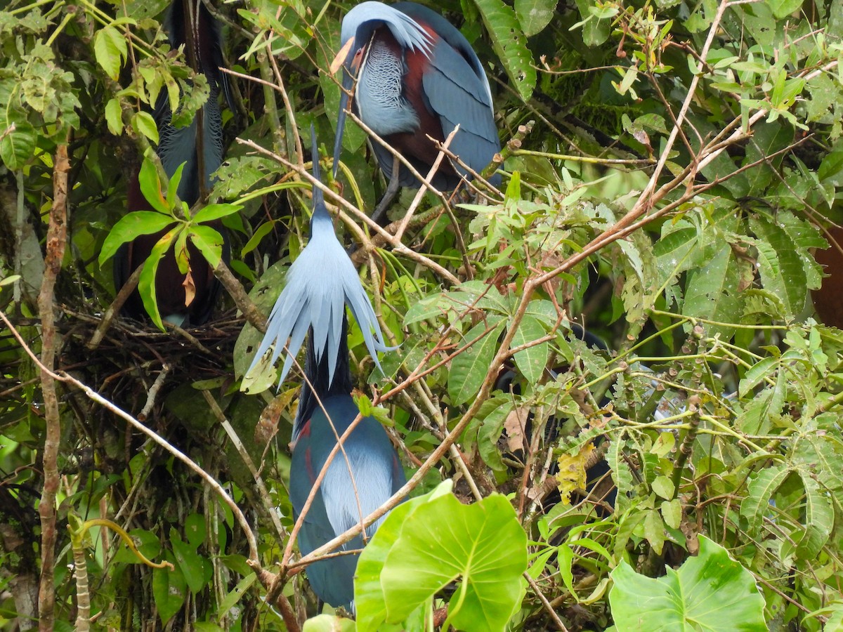 Agami Heron - ML637856011