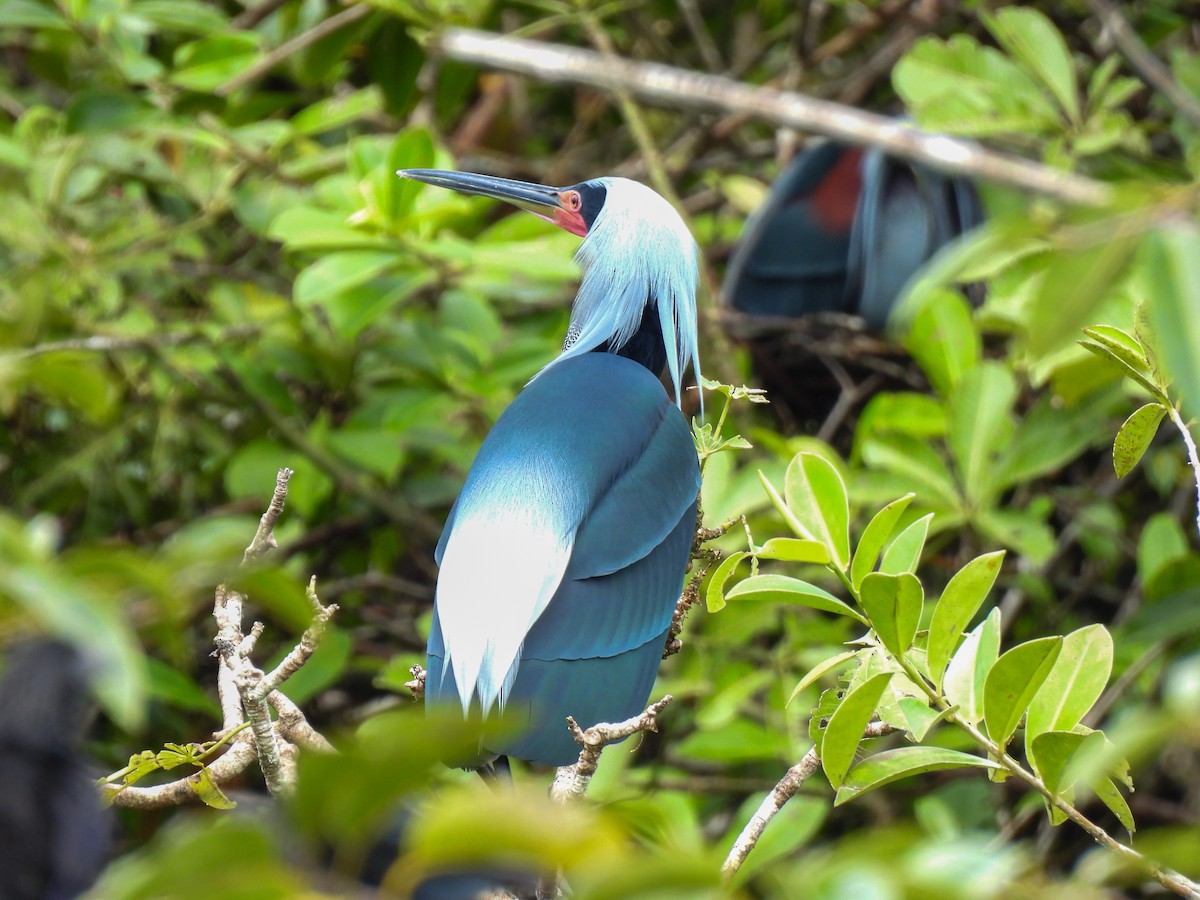 Agami Heron - ML637856012