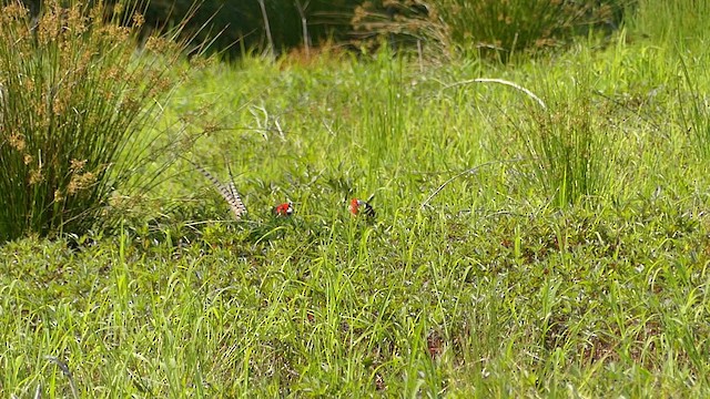 Ring-necked Pheasant - ML637856019